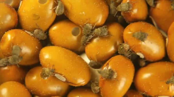 Grano marrón amarillo infectado por Acanthoscelides obtectus pequeños insectos escarabajos — Vídeos de Stock