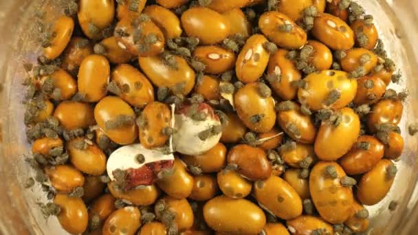 Yellow Brown gram bean infected by Acanthoscelides obtectus little bugs beetles — Stock Video