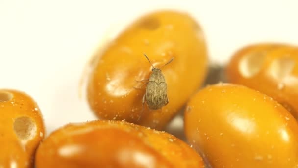 Grano marrón amarillo infectado por Acanthoscelides obtectus pequeños insectos escarabajos — Vídeo de stock