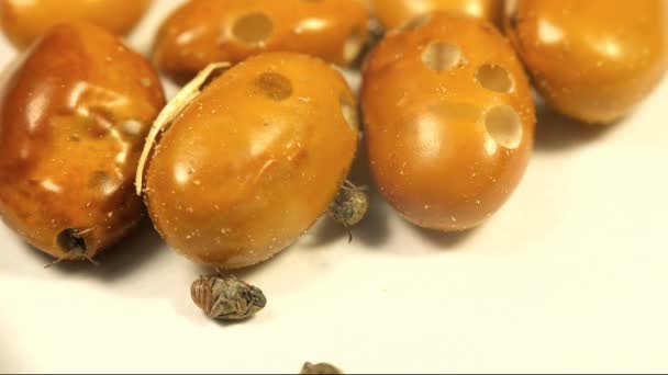 Grano marrón amarillo infectado por Acanthoscelides obtectus pequeños insectos escarabajos — Vídeos de Stock
