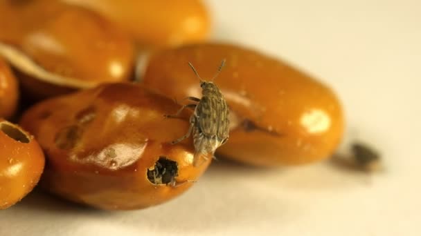 Grano marrón amarillo infectado por Acanthoscelides obtectus pequeños insectos escarabajos — Vídeos de Stock