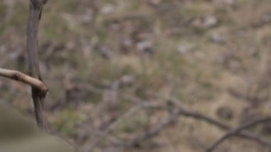 Bahar budama asma eski makas. Adam çiftçi bağ.