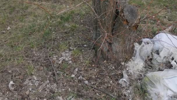 Мусорная свалка возле деревьев. Загрязнение окружающей среды . — стоковое видео