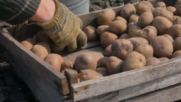 Een man is het oppakken van een aardappel uit het vak voor de landing. — Stockvideo