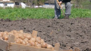 Bir adam tabutta patates dikim