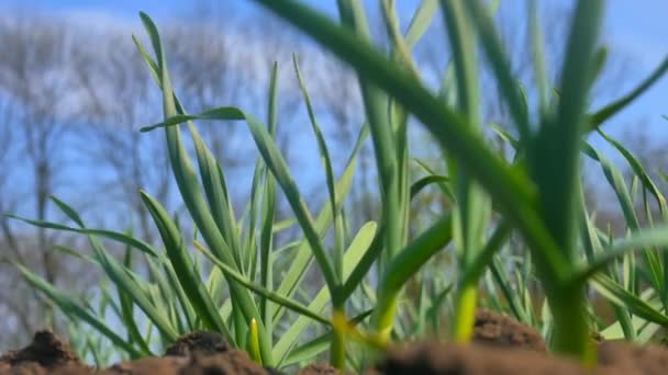 groene knoflook planten in het veld. tegen de hemel — stockvideo