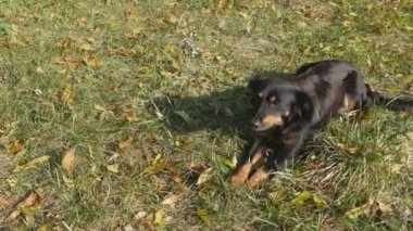 Siyah evsiz bir köpek dışarıda yiyecek yakalar. Sonbahar zamanı, çimlerin üzerinde sarı yapraklar.