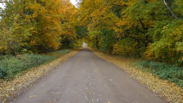 Camino en bosque otoñal, vuelo lento y suave con drones. hojas amarillas lamer a cada lado de la carretera . — Vídeos de Stock