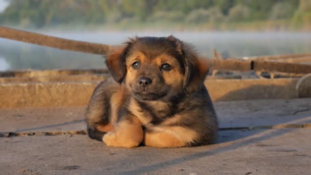 Black brown puppy dog laying on masonry wooden pier on lake with reeds in summer, river in the fog. — Stock Video
