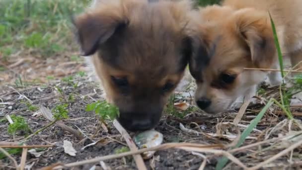 Små hemlösa hundar äter fisk på stranden, svart brun hund på gräset äter fisk. — Stockvideo