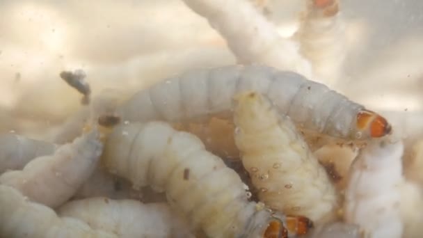 Peternak lebah mengoleksi larva wax ngengat menggigit sarang lebah. Obat ngengat lebah, obat tradisional . — Stok Video