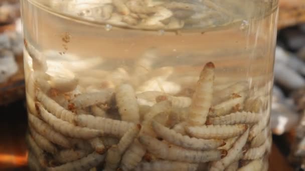 De imker verzamelt larve-wasmot-beet-honingraat. Bijenmot geneeskunde, traditionele geneeskunde. — Stockvideo