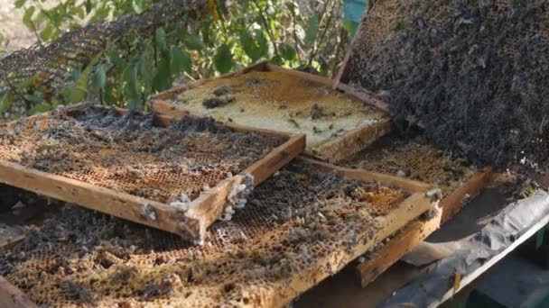 Пчеловод собирает медовые соты из личинок восковых мотыльков. Пчелиная моль, традиционная медицина . — стоковое видео