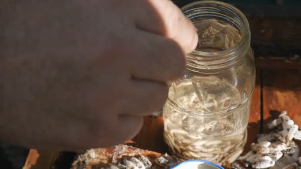 De imker verzamelt larve-wasmot-beet-honingraat. Bijenmot geneeskunde, traditionele geneeskunde. — Stockvideo