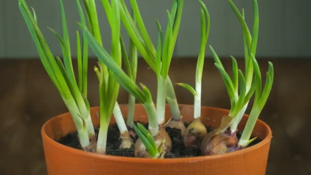 鍋に緑のタマネギを育てるために。自家栽培の家庭用タマネギ、家庭菜園スタイル. — ストック動画