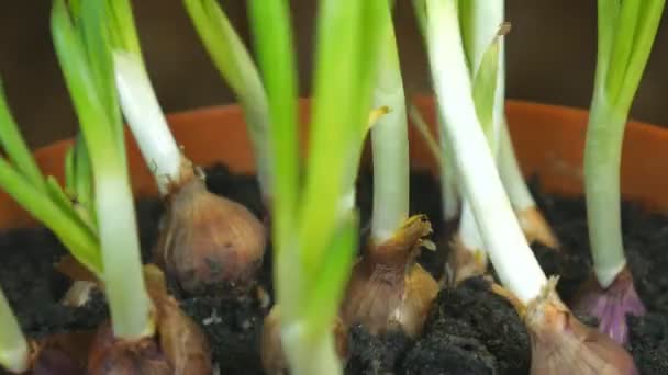 Cultivar cebollas verdes en la olla. Cebolla cultivada para el hogar, estilo de jardinería en casa . — Vídeo de stock