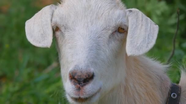 Una cabra roza en un prado de primavera. Primer plano de una cabra. Cabra posando en cámara — Vídeos de Stock