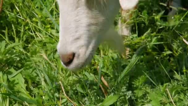 Une chèvre blanche sans corne broutant dans le champ. La chèvre mange de l'herbe. Gros plan. Herbe à mâcher de chèvre .