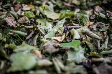 sonbaharda yapraklar ve ağaçlar