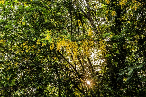 Rayons Soleil Dans Forêt Soleil Travers Les Arbres Acacia Fleurs — Photo