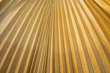 Palmiye yaprak sarı portre resim