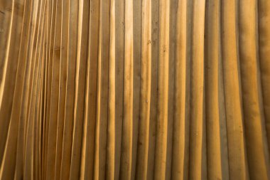 Palmiye yaprak sarı portre resim