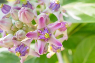 Calotropis kızgözü sabah ışık portre resim 