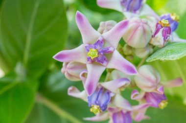Calotropis kızgözü sabah ışık portre resim 