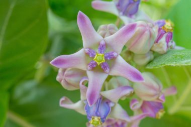 Calotropis kızgözü sabah ışık portre resim 