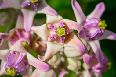 Calotropis kızgözü sabah ışık portre resim 