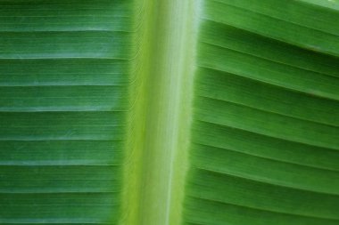 ışık sabah muz yaprak portre resim Bahçe