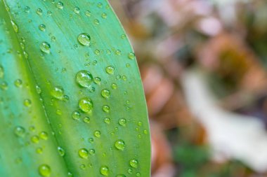 ışık sabah su Bahçe yaprak closeup resmin üzerine