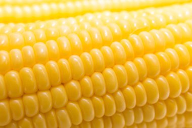 çiftlik portre resim solucan ışıkta taze Mısır