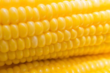 çiftlik portre resim solucan ışıkta taze Mısır