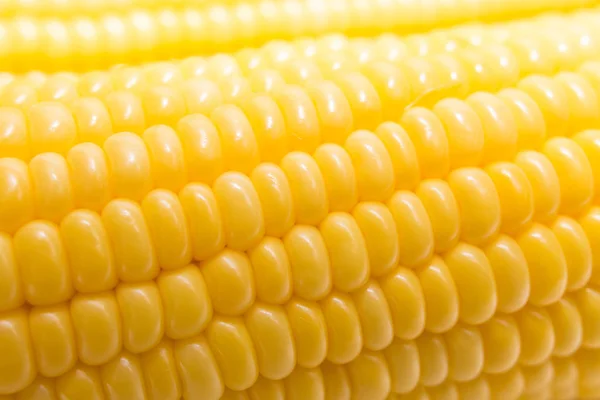 Свіжа кукурудза в фермі крупним планом зображення черв'як світло — стокове фото