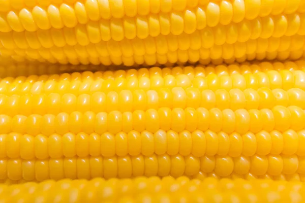 Fresh corn in farm closeup image worm light — Stock Photo, Image