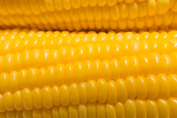 Fresh corn in farm closeup image worm light — Stock Photo, Image