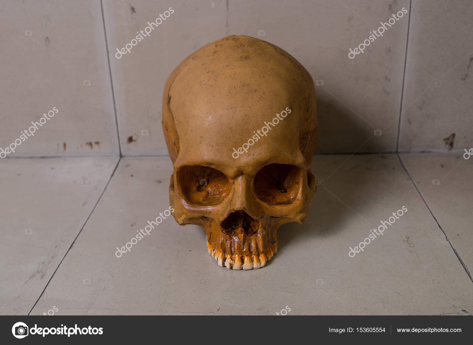 Skull On Dirty Floor Image Close Up Stock Photo C Niphon 153605554