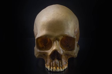 Kafatası içinde siyah arka plan görüntüsü 