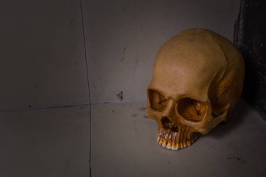 Kirli kat görüntü kafatasında yakın çekim