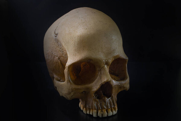 Skull in black background image 