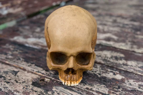 Cráneo en el bosque —  Fotos de Stock