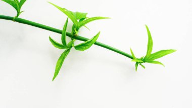 Yeşil yaprak beyaz arka plan üzerinde yakın