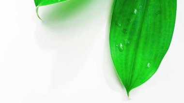 Yeşil yaprak beyaz arka plan üzerinde yakın