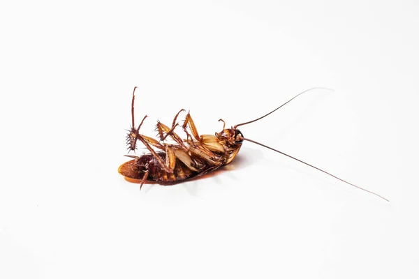 Kackerlacka brun bakgrund och vit — Stockfoto
