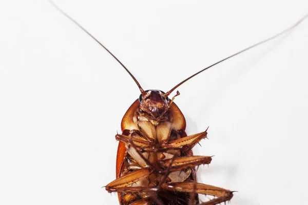 Kackerlacka brun bakgrund och vit — Stockfoto
