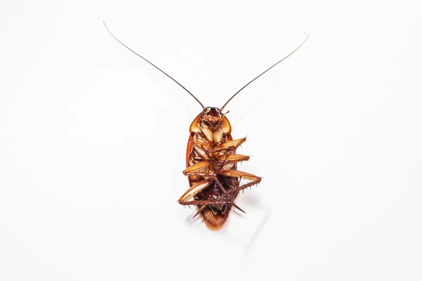 Hamam böceği kahverengi arka plan ve beyaz — Stok fotoğraf