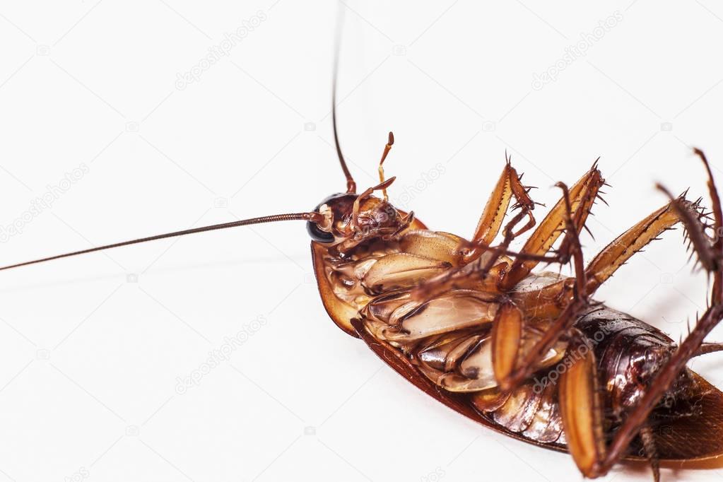 The Cockroach brown background and white