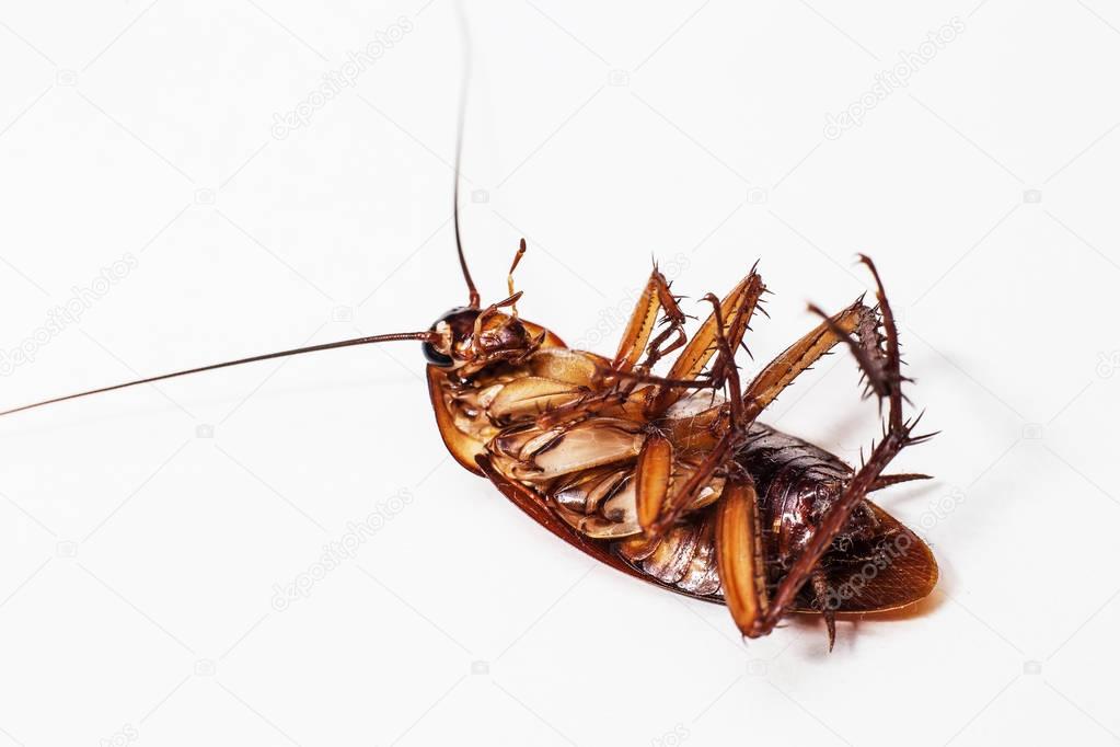 The Cockroach brown background and white