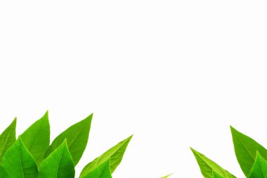 Beyaz zemin üzerine yeşil yaprak desen